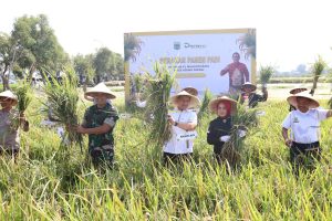 Panen Besar Besaran Padi Desa Pendem Kota Batu
