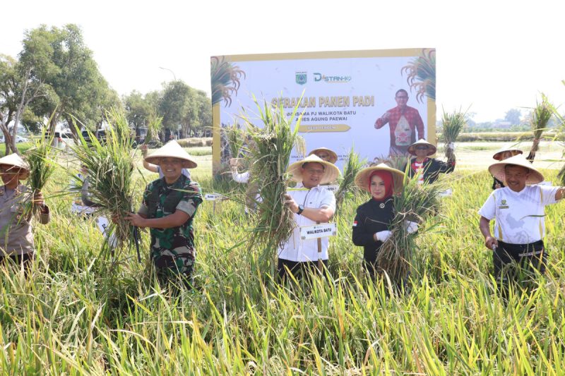 Panen Besar Besaran Padi Desa Pendem Kota Batu