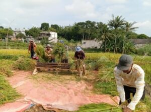 Awal Tahun 2025,Heru Iswanto Panen Padi Hibrida