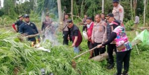 Pemusnahan Ladang Ganja Oleh Kapolres Aceh Besar di Lamteuba Droe