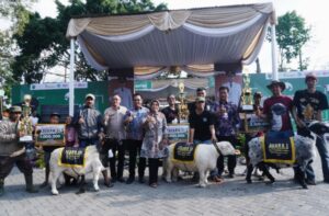 Sukses Digelar, Kontes Kambing Domba Batu Akan Berlanjut ke Tingkat Nasional