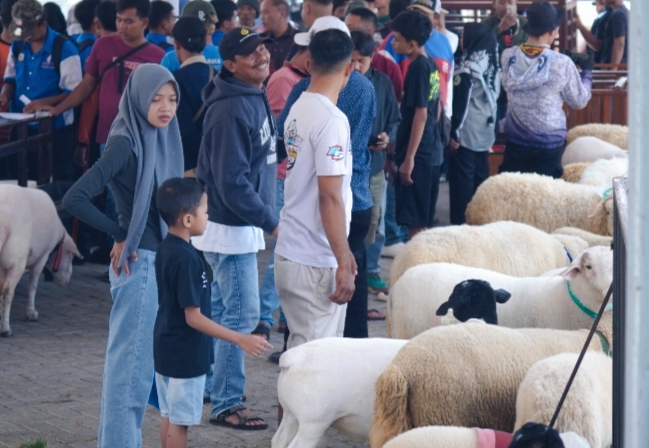 Suasana Kontes Kambing dan Domba se-Jawa Timur 2025 di area parkir KONI Kota Batu yang diikuti puluhan peserta