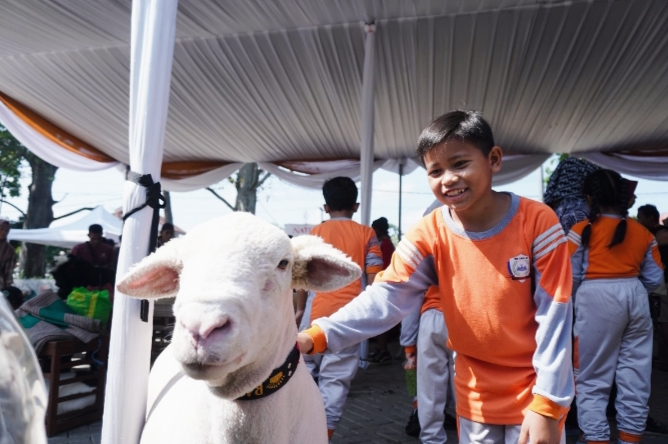 Salah satu Domba yang mengikuti Kontes 2025