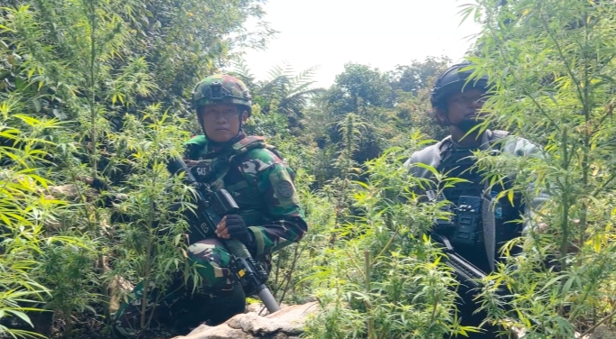 Sebagian dari 740 batang pohon ganja yang berhasil diamankan Satgas TNI dalam operasi pemberantasan narkotika di Pegunungan Bintang