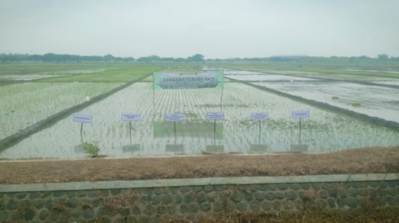 Tempat lahan penanaman padi serentak 