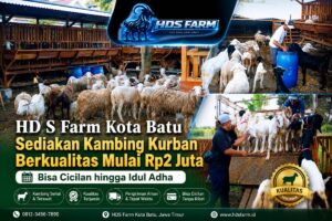 HD S Farm Kota Batu Sediakan Kambing Kurban Berkualitas Mulai Rp2 Juta, Bisa Cicilan hingga Idul Adha