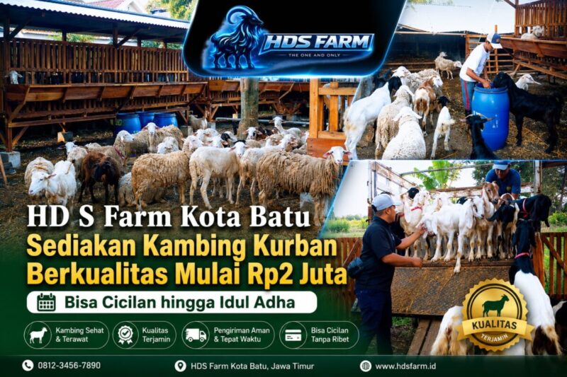 HD S Farm Kota Batu Sediakan Kambing Kurban Berkualitas Mulai Rp2 Juta, Bisa Cicilan hingga Idul Adha