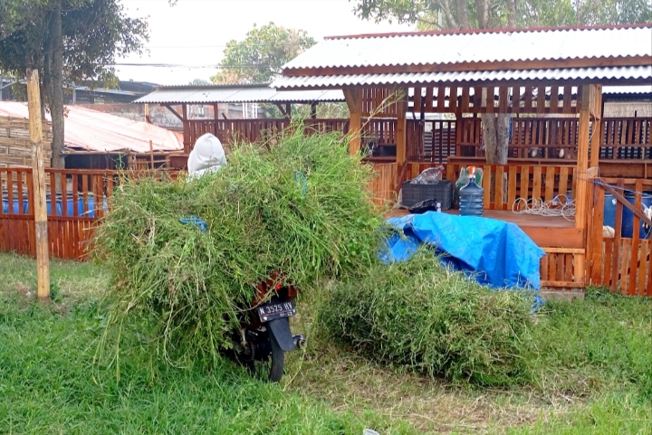 Harianto ketika menyediakan pakan ternak yang cukup untuk semua hewannya. 