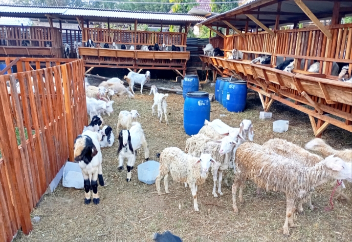 Tampak Kambing yang besar besar, tempat yang bersih dan bagus. 
