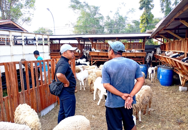 Habib ketika berinteraksi sesuai mendatangkan Kambingnya. 