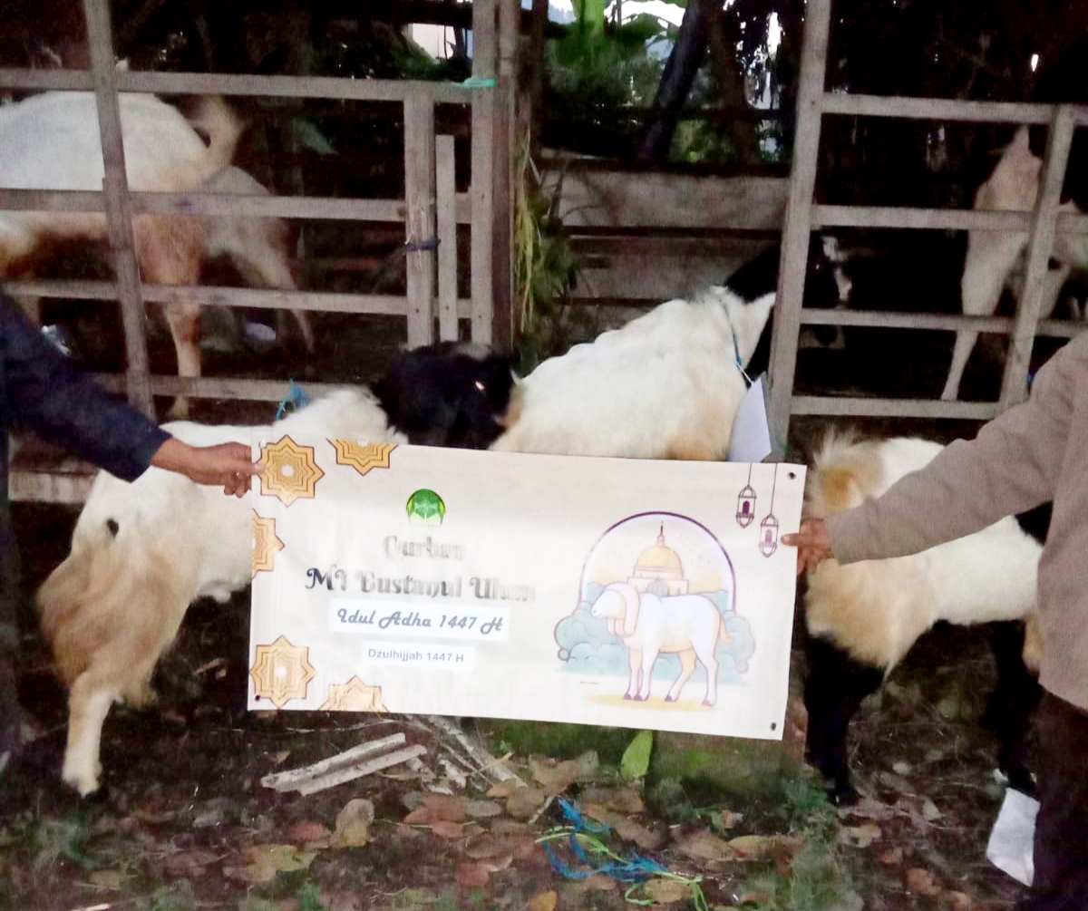 Tampak beberapa hewan kurban dari MI Bustanul Ulum yang diterima oleh panitia Penyembelihan hewan kurban, Serbet. 