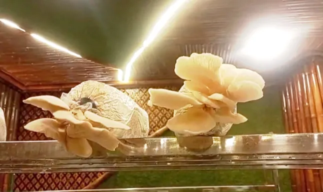 Tampak jamur tiram yang sudah siap panen. 
