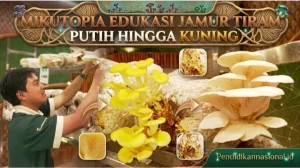 Mikutopia Perluas Edukasi Jamur Varian Tiram Putih Hingga Kuning